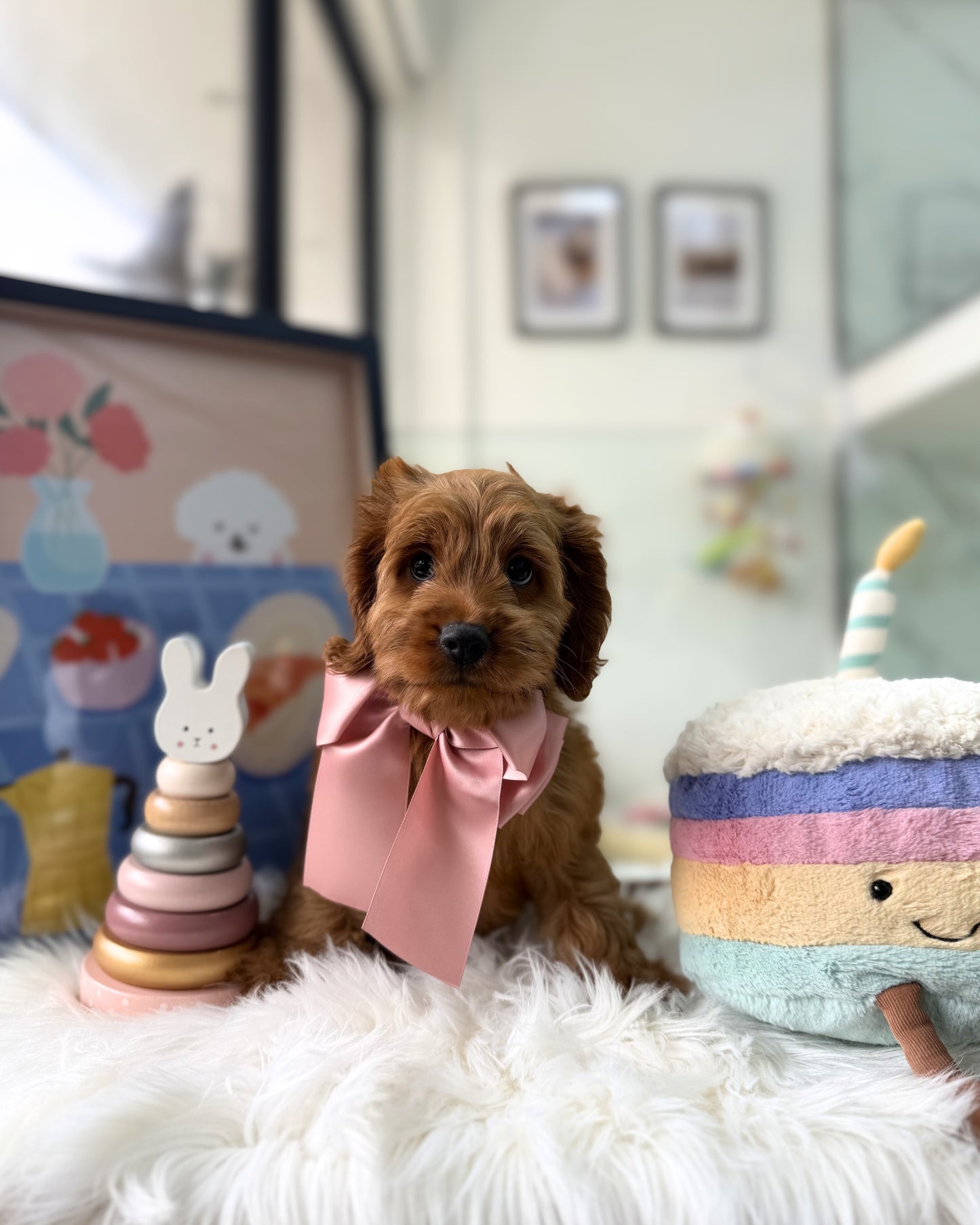 🧸✨ Kiara: Red Cockapoo 🇸🇬 (Girl)