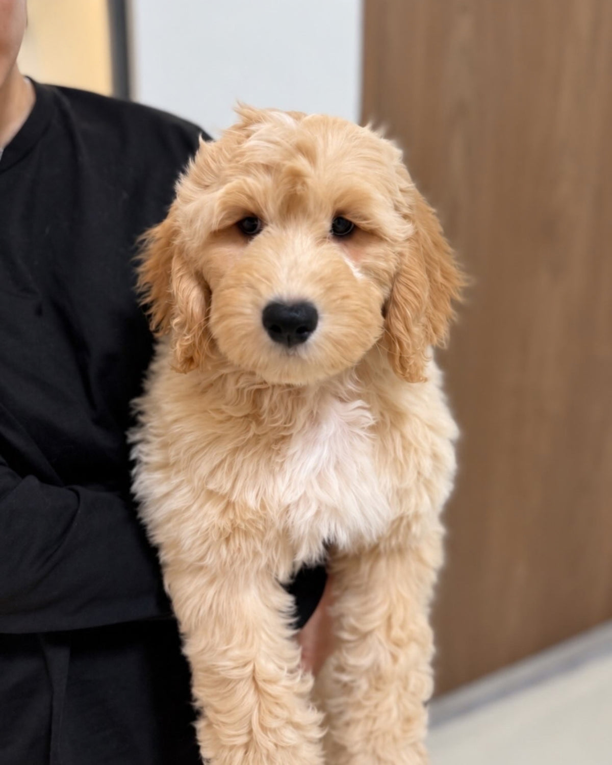 Waffle: Cream Brown F1BB Mini Golden Doodle 🇸🇬 (Boy)