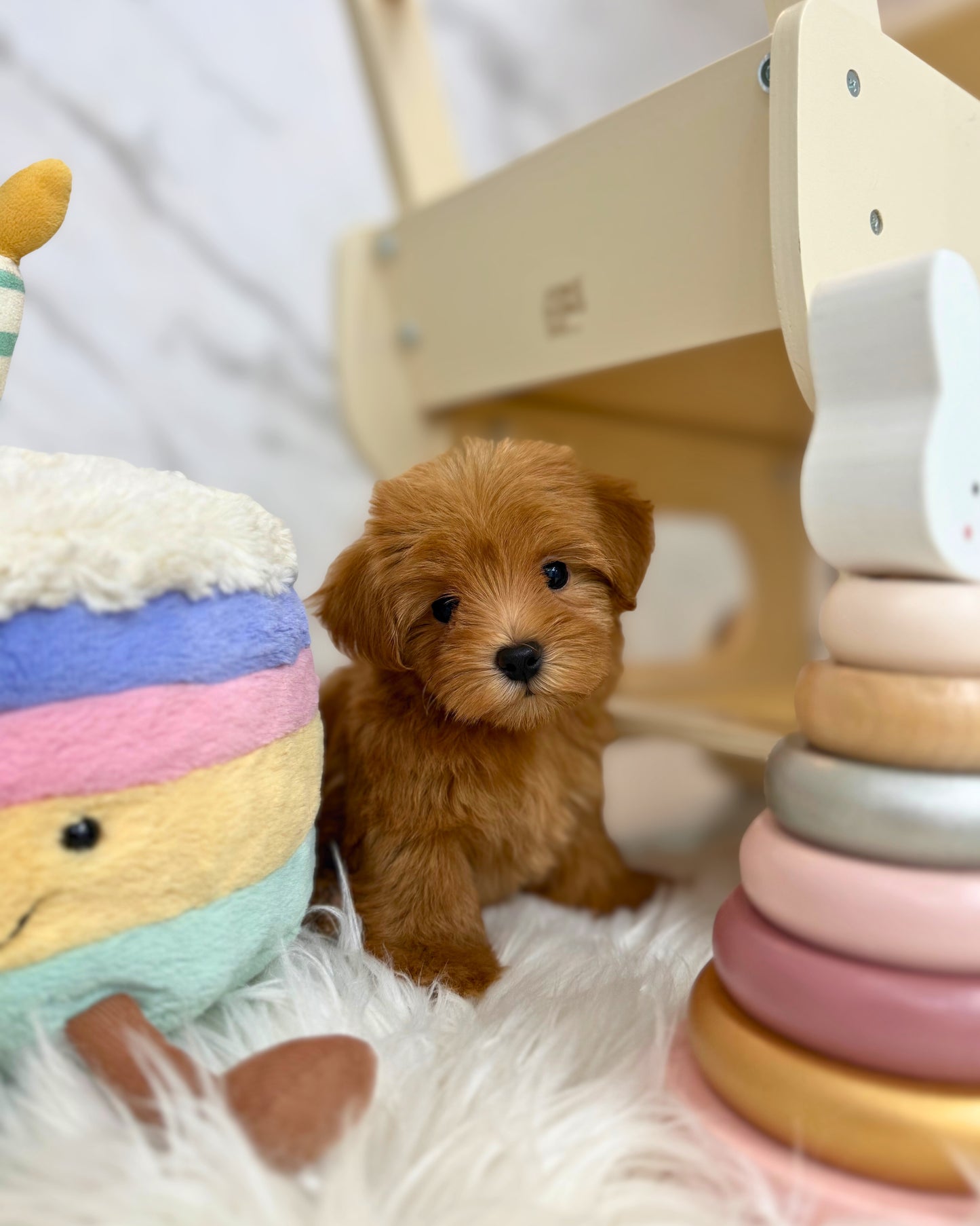 ✨Daisy: Brown Tiny Maltipoo 🇸🇬 (Girl)