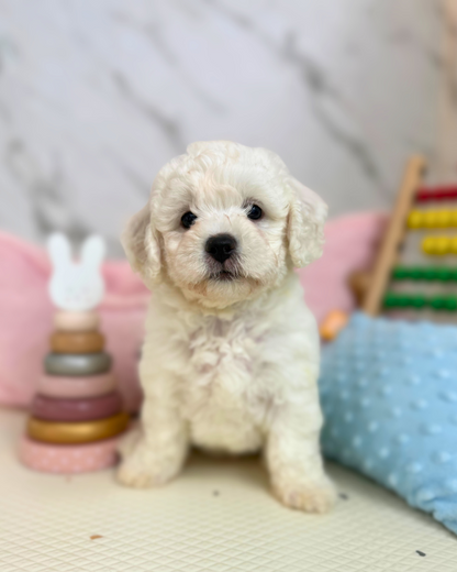 🍚 小米 Xiao Mi: Mini Bichon Frise 🇸🇬 (Girl)