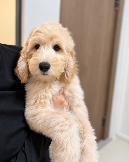 Churro: Cream Brown F1BB Mini Golden Doodle 🇸🇬 (Boy)