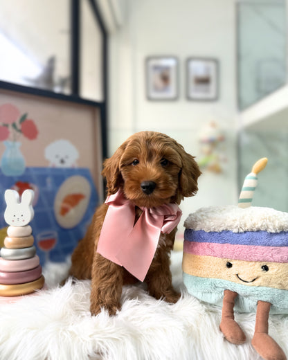 🧸✨ Kenai: Red Cavapoo 🇸🇬 (Boy)