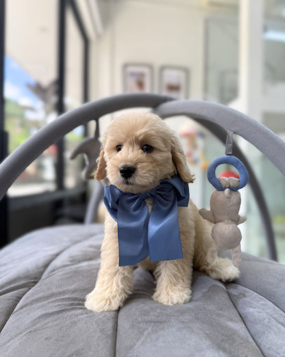 🍮🐾 Jelly: Cream Mini Golden Doodle 🇸🇬 (Girl)