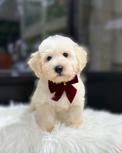 🦦 Shiro: Cream Schnoodle 🇸🇬 (Boy)