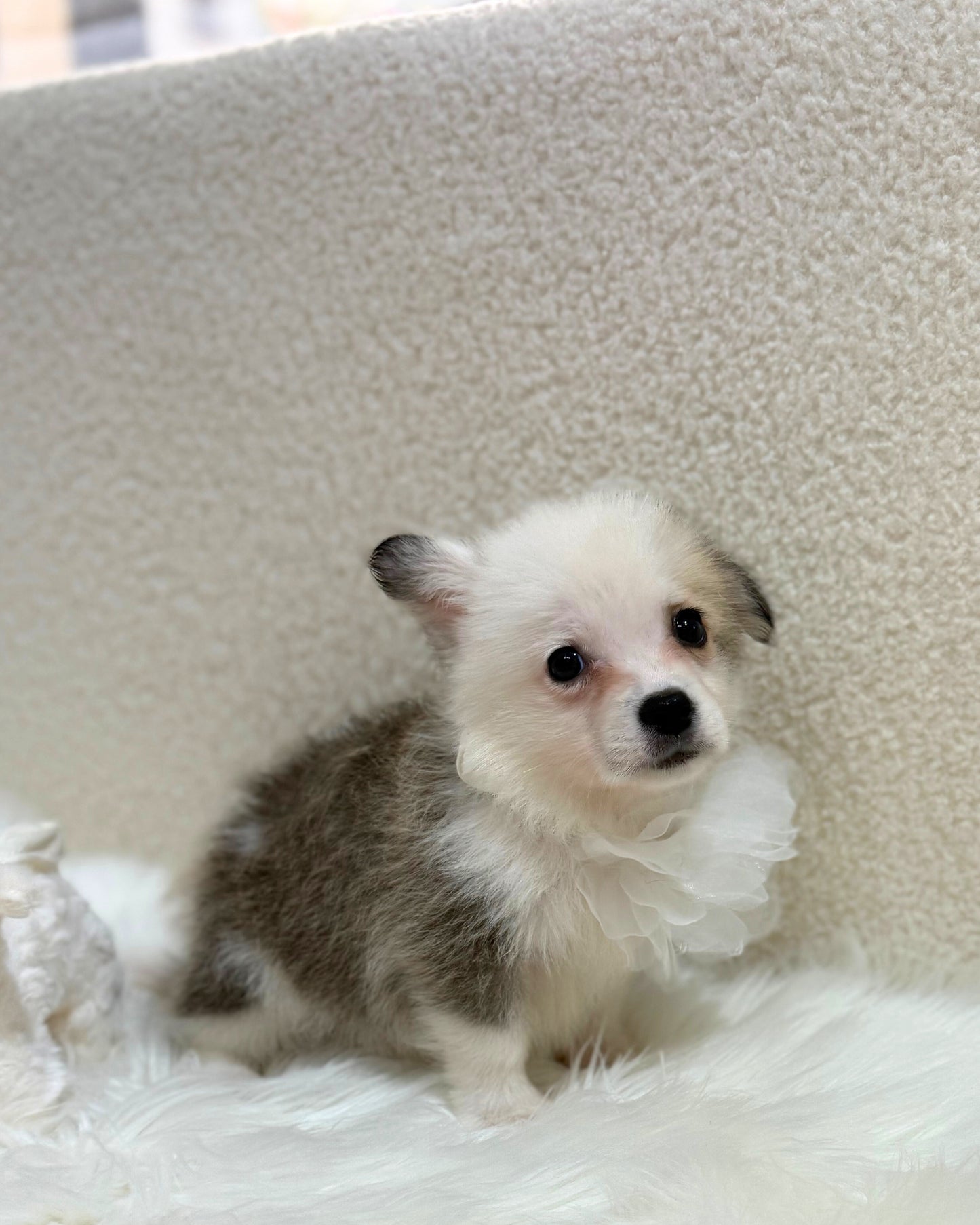 🩶🤍5️⃣🐾Five: Tri Colour Corgitz 🇸🇬 (Boy)