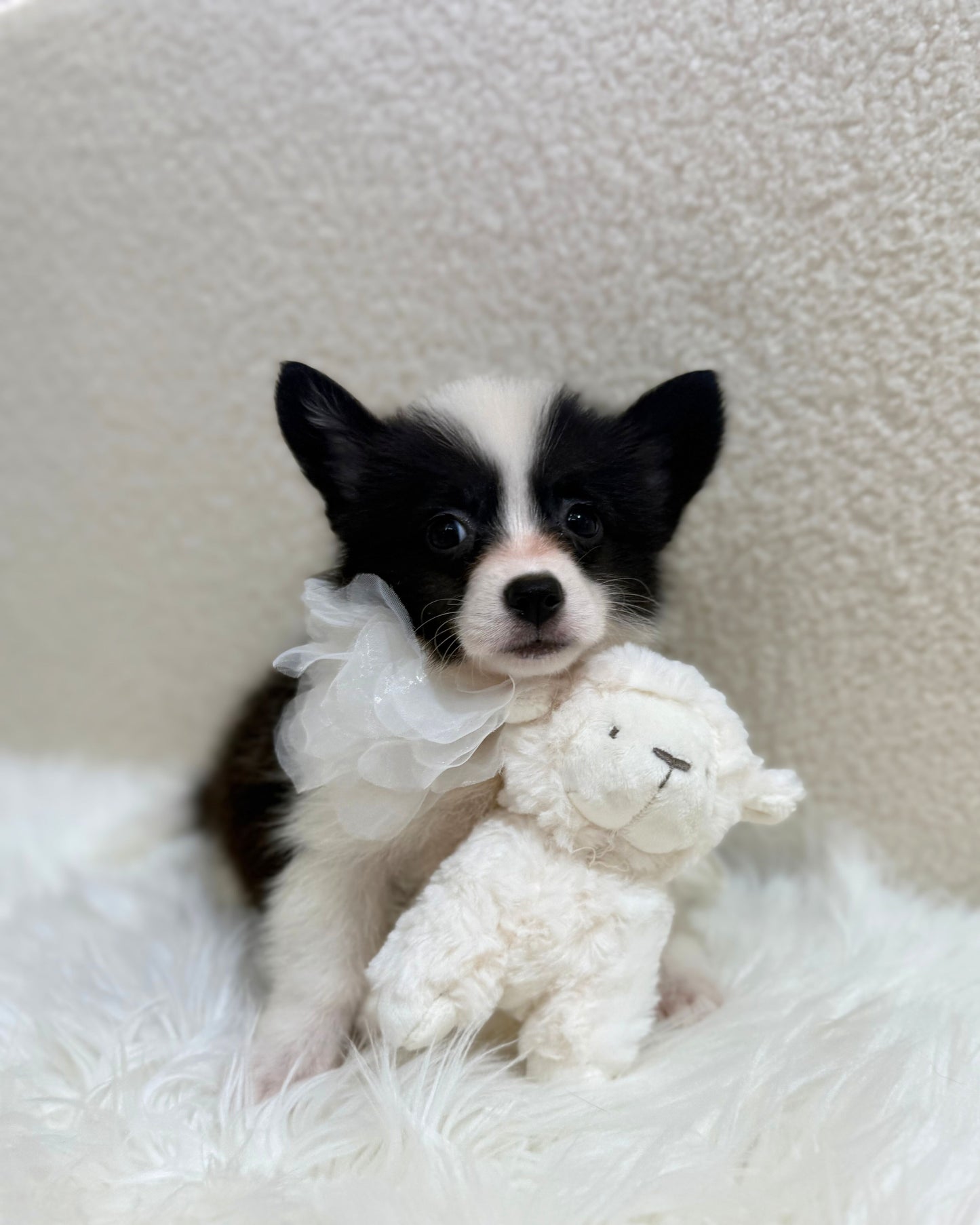 🖤🤍6️⃣🐾Six: Black & White Corgitz 🇸🇬 (Girl)