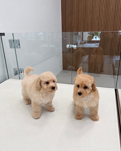 Toto: Cream Toy Poodle 🇸🇬 (Boy)