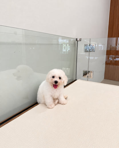 Nuomi: Mini Bichon Frise 🇸🇬 (Boy)