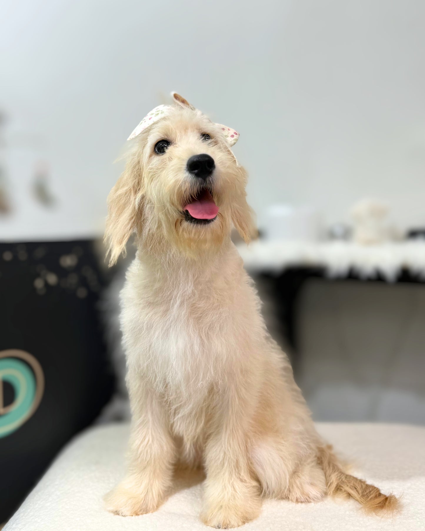 🩷🎀 Nunu: Cream Mini Golden Doodle 🇸🇬 (Girl)