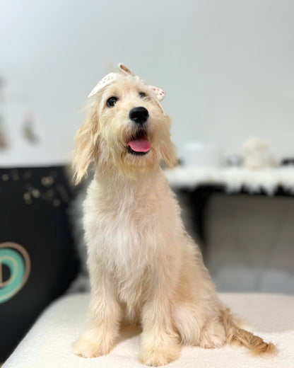 🩷🎀 Nunu: Cream Mini Golden Doodle 🇸🇬 (Girl)