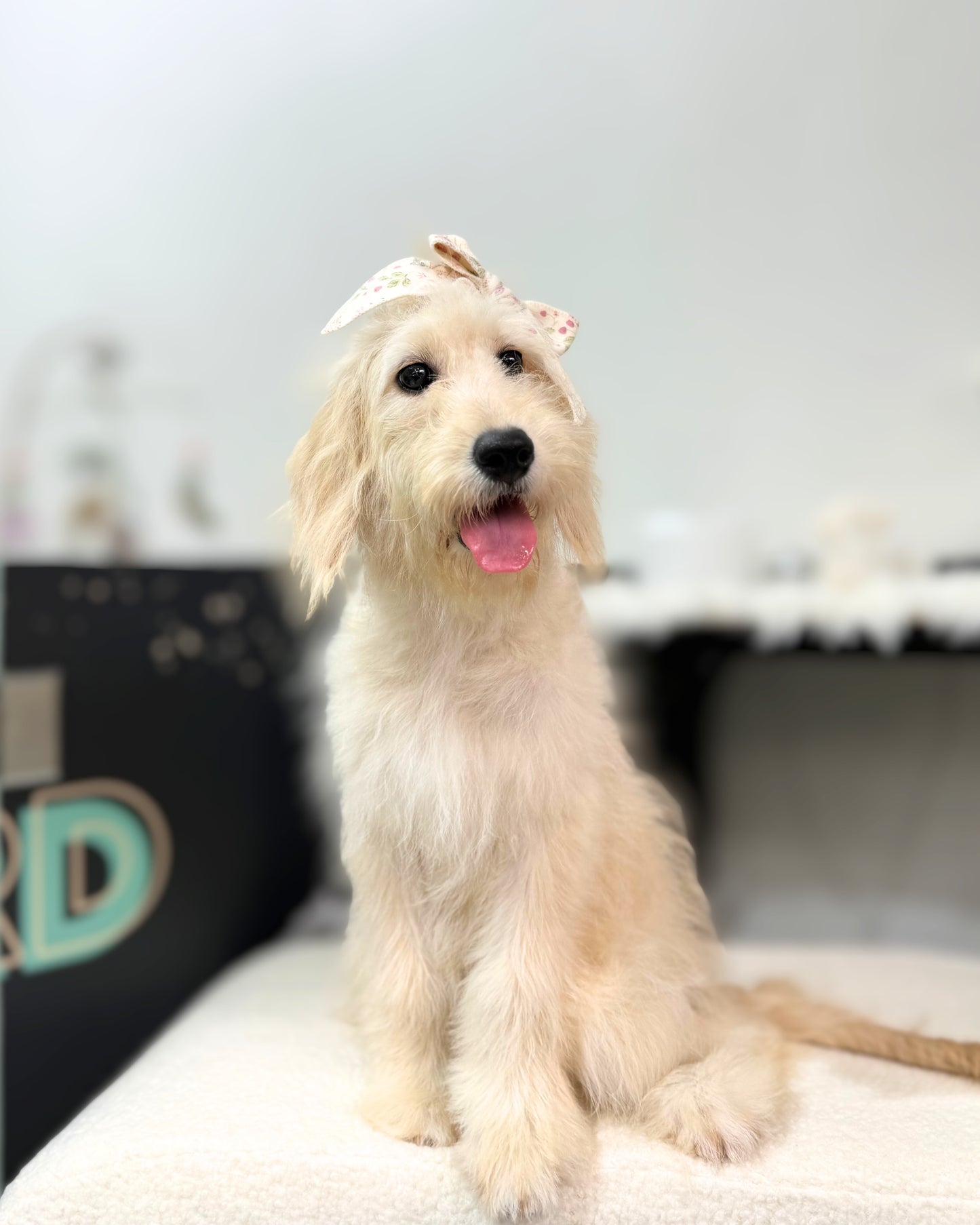 🩷🎀 Nunu: Cream Mini Golden Doodle 🇸🇬 (Girl)