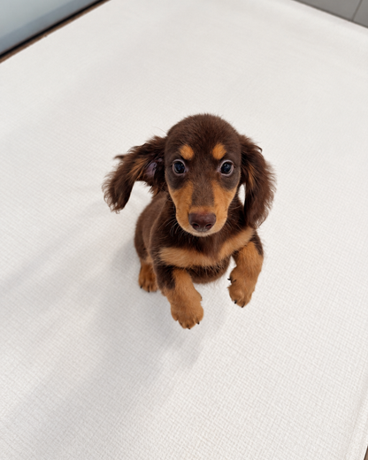 Darling: Chocolate Tan Long Coat Mini Dachshund 🇸🇬 (Girl)