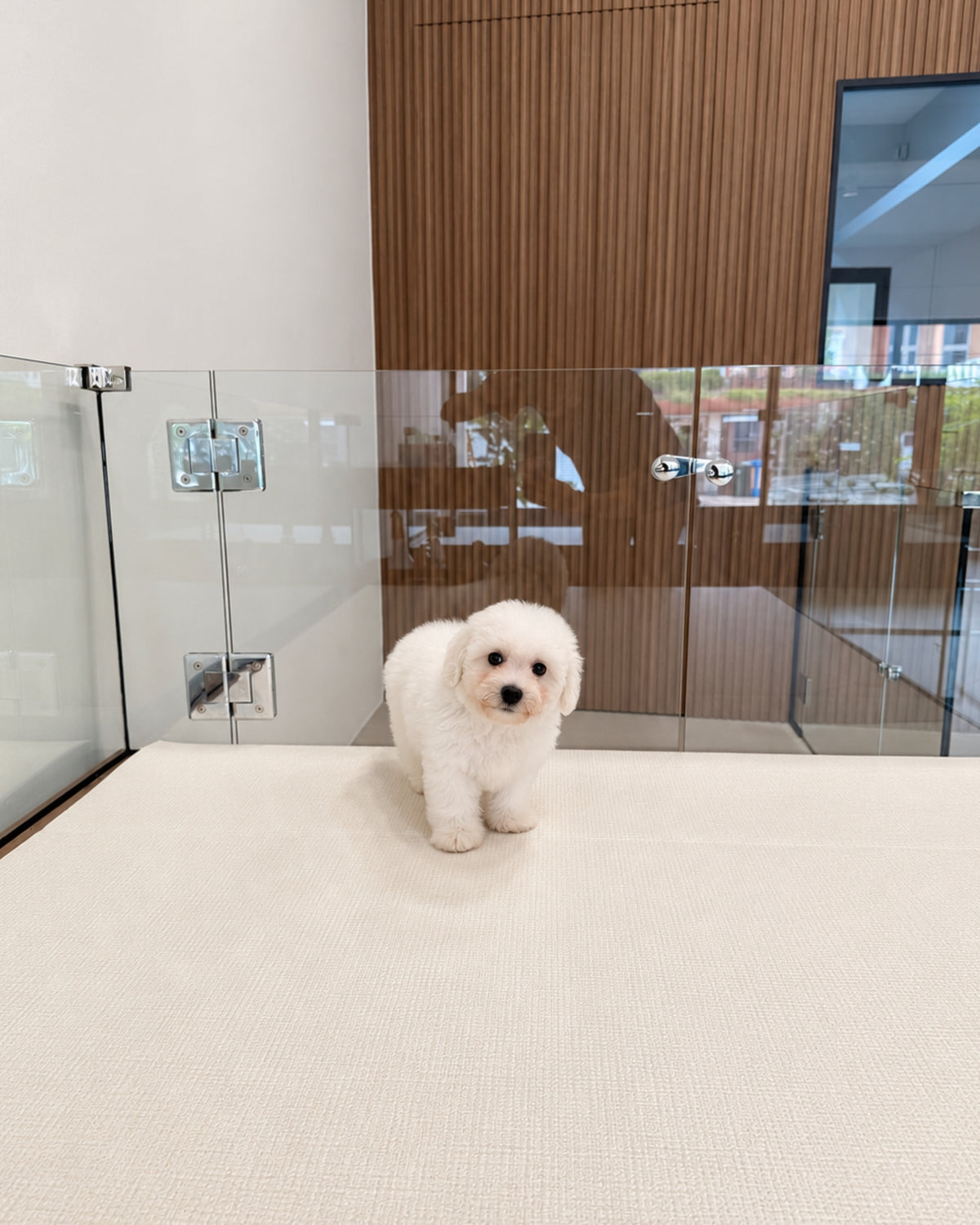 Nuomi: Mini Bichon Frise 🇸🇬 (Boy)