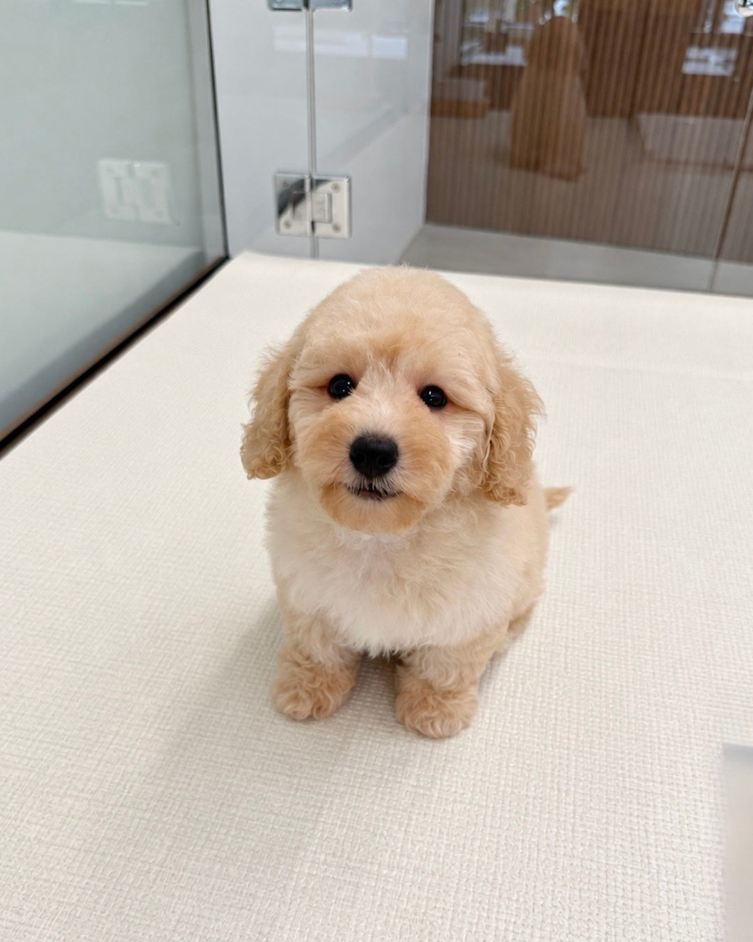 Toto: Cream Toy Poodle 🇸🇬 (Boy)
