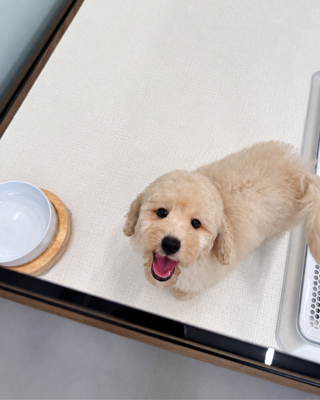 Toto: Cream Toy Poodle 🇸🇬 (Boy)