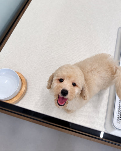 Toto: Cream Toy Poodle 🇸🇬 (Boy)