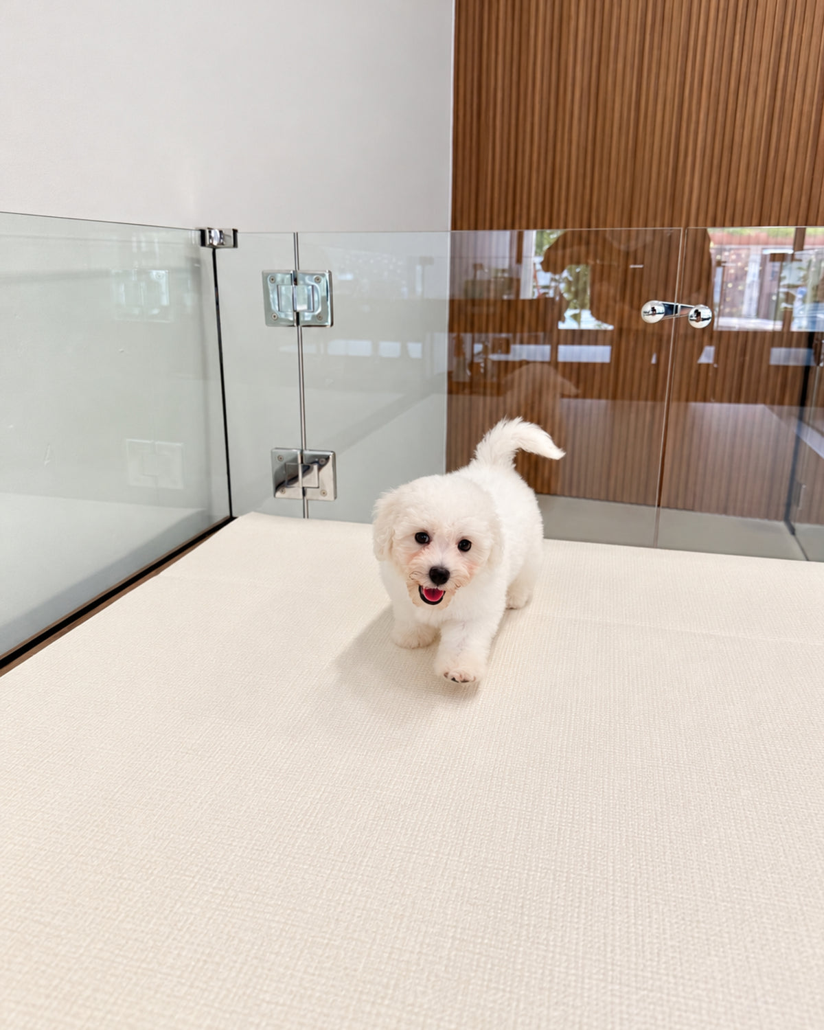 Nuomi: Mini Bichon Frise 🇸🇬 (Boy)