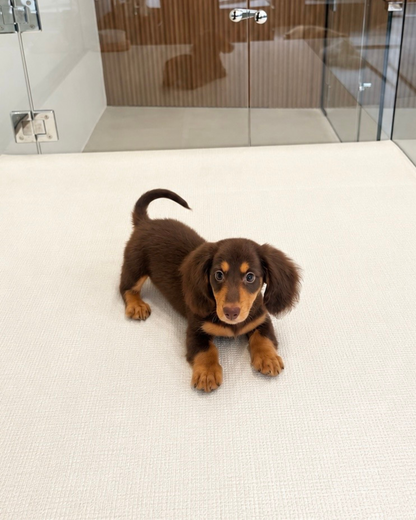 Darling: Chocolate Tan Long Coat Mini Dachshund 🇸🇬 (Girl)