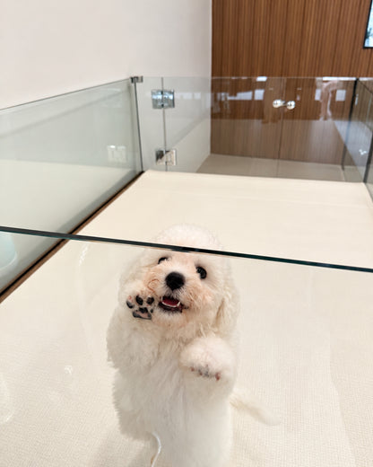 Nuomi: Mini Bichon Frise 🇸🇬 (Boy)