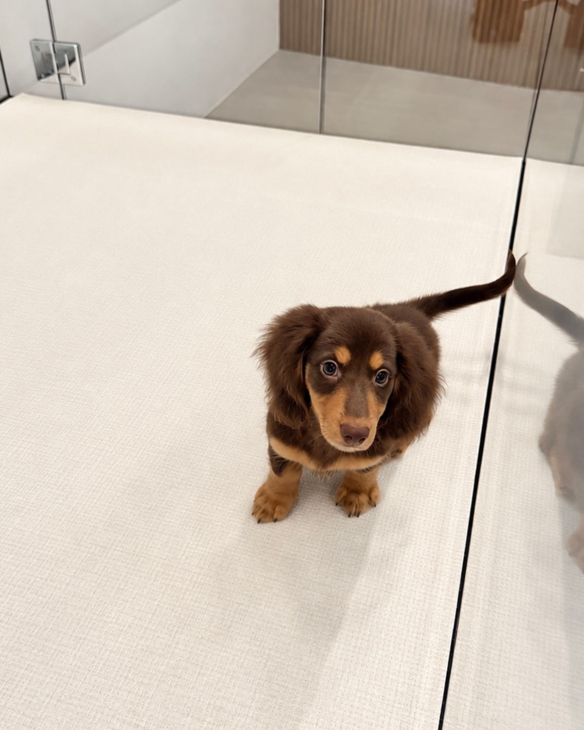 Darling: Chocolate Tan Long Coat Mini Dachshund 🇸🇬 (Girl)