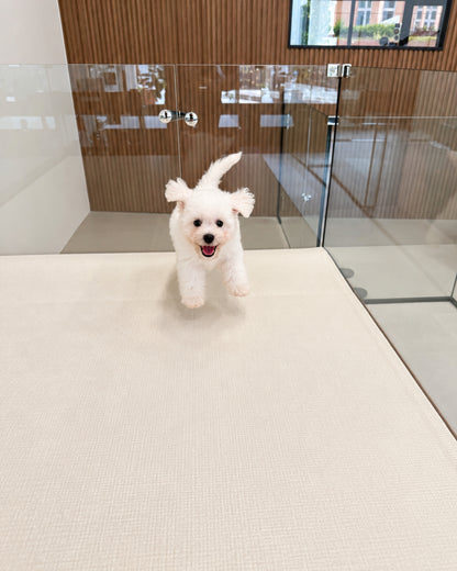 Nuomi: Mini Bichon Frise 🇸🇬 (Boy)