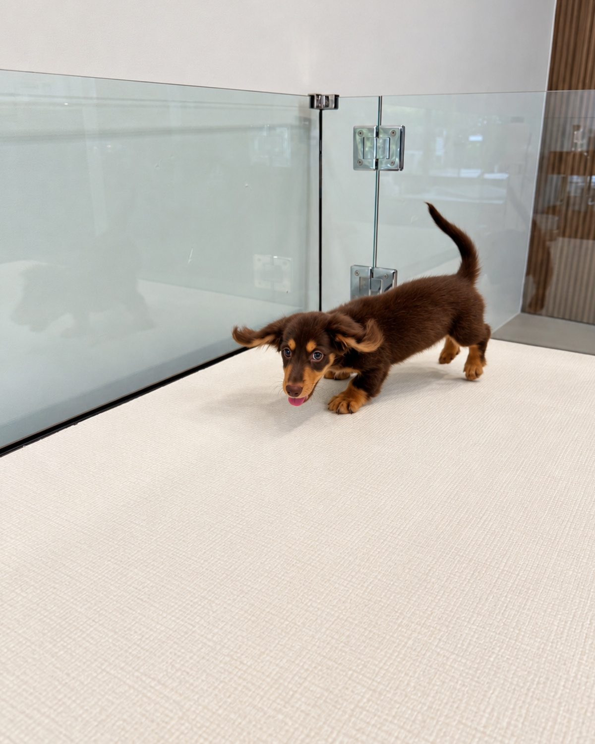 Darling: Chocolate Tan Long Coat Mini Dachshund 🇸🇬 (Girl)
