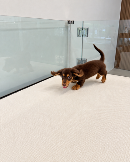 Darling: Chocolate Tan Long Coat Mini Dachshund 🇸🇬 (Girl)