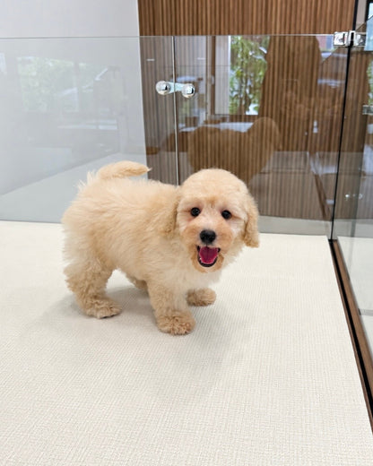 Toto: Cream Toy Poodle 🇸🇬 (Boy)