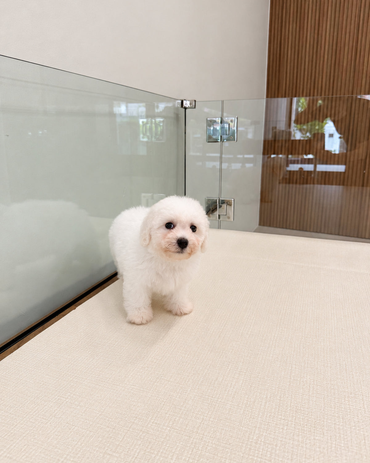 Nuomi: Mini Bichon Frise 🇸🇬 (Boy)