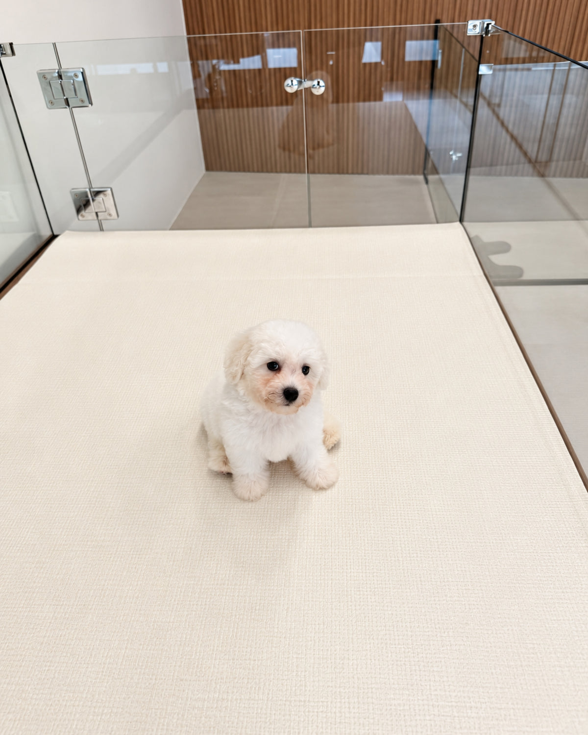 Nuomi: Mini Bichon Frise 🇸🇬 (Boy)