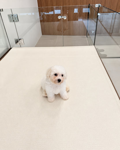 Nuomi: Mini Bichon Frise 🇸🇬 (Boy)