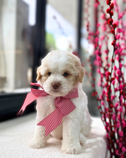 🍊🍊 Nian Gao 年糕: Parti Chowpoo 🇸🇬 (Girl)