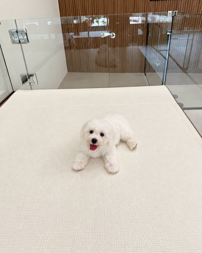 Nuomi: Mini Bichon Frise 🇸🇬 (Boy)