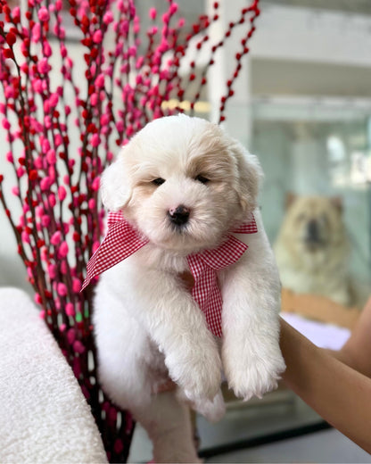 🍊🍊 Tang Yuan 汤圆: Parti Chowpoo 🇸🇬 (Girl)