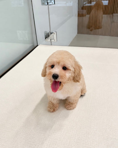 Toto: Cream Toy Poodle 🇸🇬 (Boy)