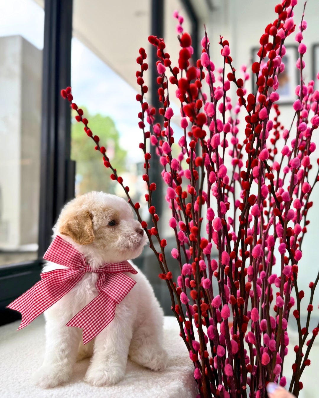 🍊🍊 Nian Gao 年糕: Parti Chowpoo 🇸🇬 (Girl)