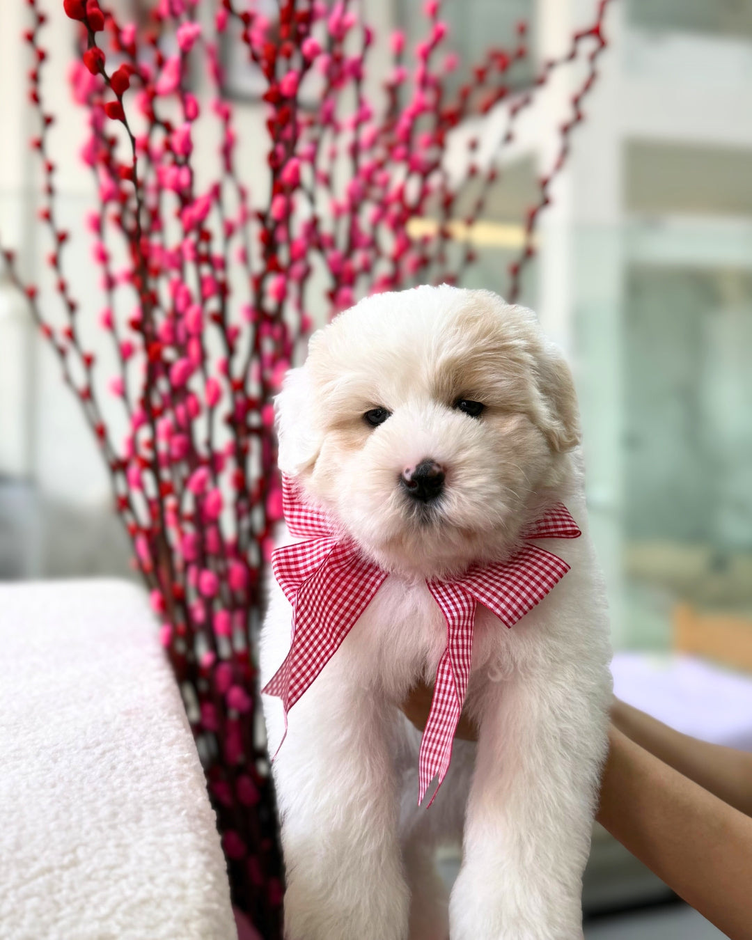 🍊🍊 Tang Yuan 汤圆: Parti Chowpoo 🇸🇬 (Girl)