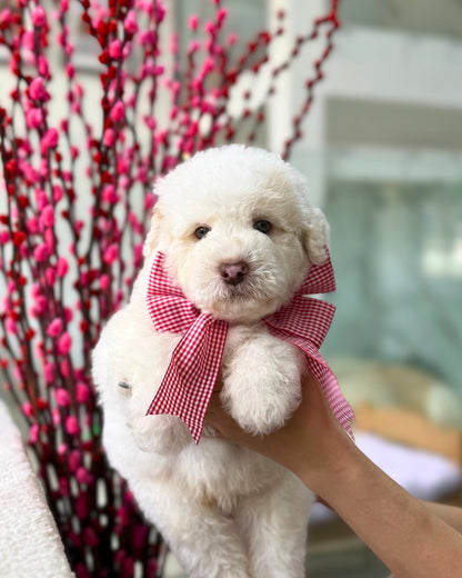 🍊🍊 Fa Cai 发财: Parti Chowpoo 🇸🇬 (Boy)