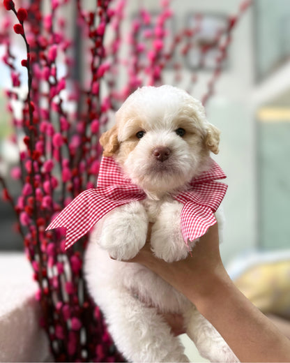 🍊🍊 Nian Gao 年糕: Parti Chowpoo 🇸🇬 (Girl)