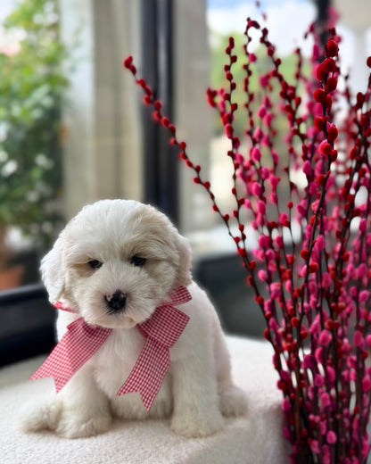 🍊🍊 Tang Yuan 汤圆: Parti Chowpoo 🇸🇬 (Girl)