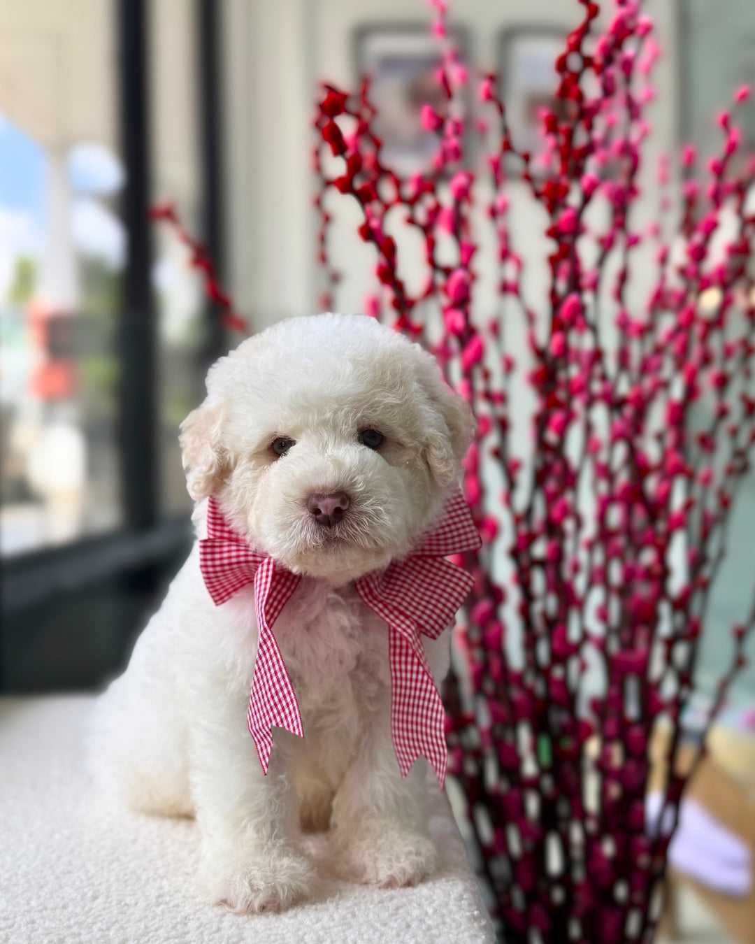 🍊🍊 Fa Cai 发财: Parti Chowpoo 🇸🇬 (Boy)