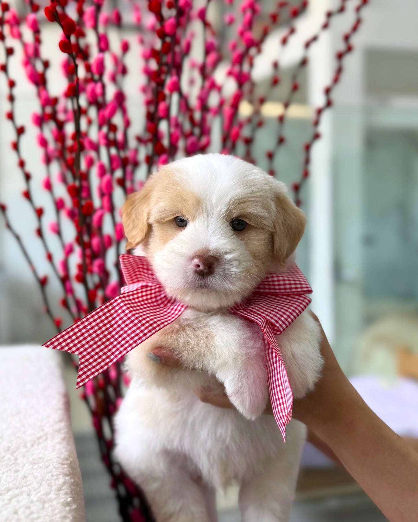 🍊🍊Ju Ju 桔桔: Parti Chowpoo 🇸🇬 (Boy)