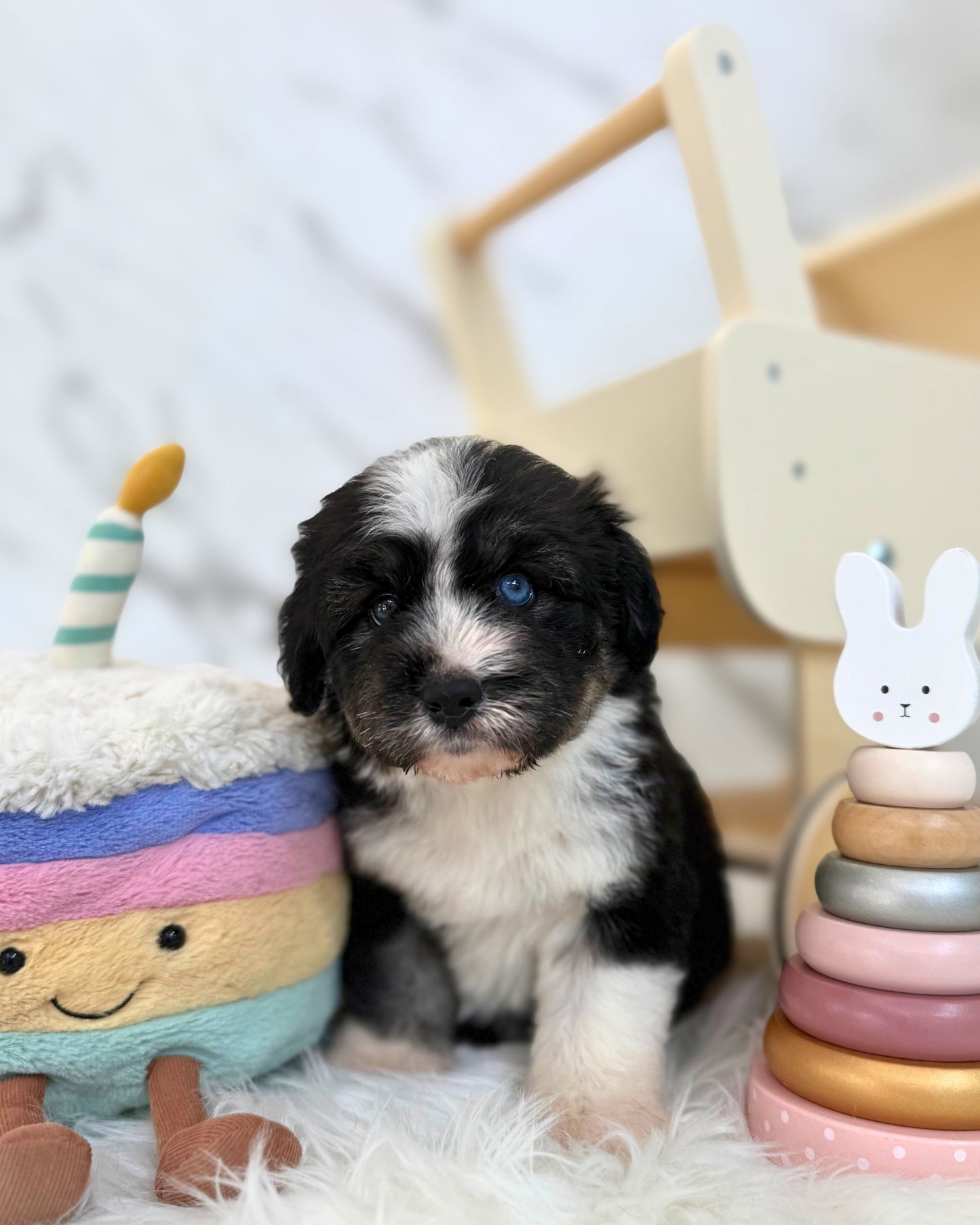 ⚡️Stormi:  Mini Parti Black & White Husky Doodle 🇸🇬 (Girl)