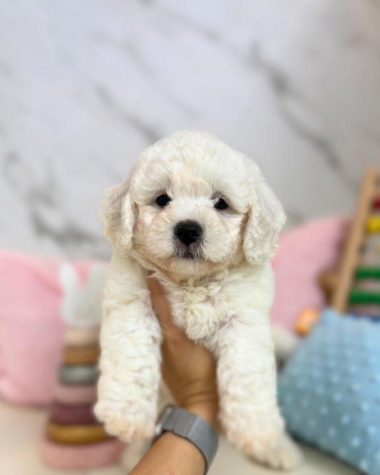 🍚 小米 Xiao Mi: Mini Bichon Frise 🇸🇬 (Girl)