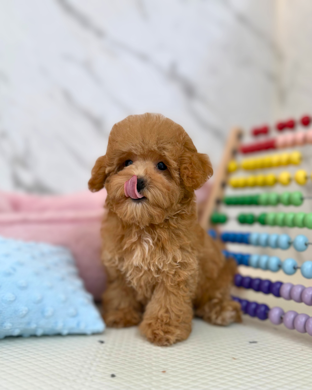 🥨 Cinnamon: Brown Maltipoo 🇸🇬 (Girl)