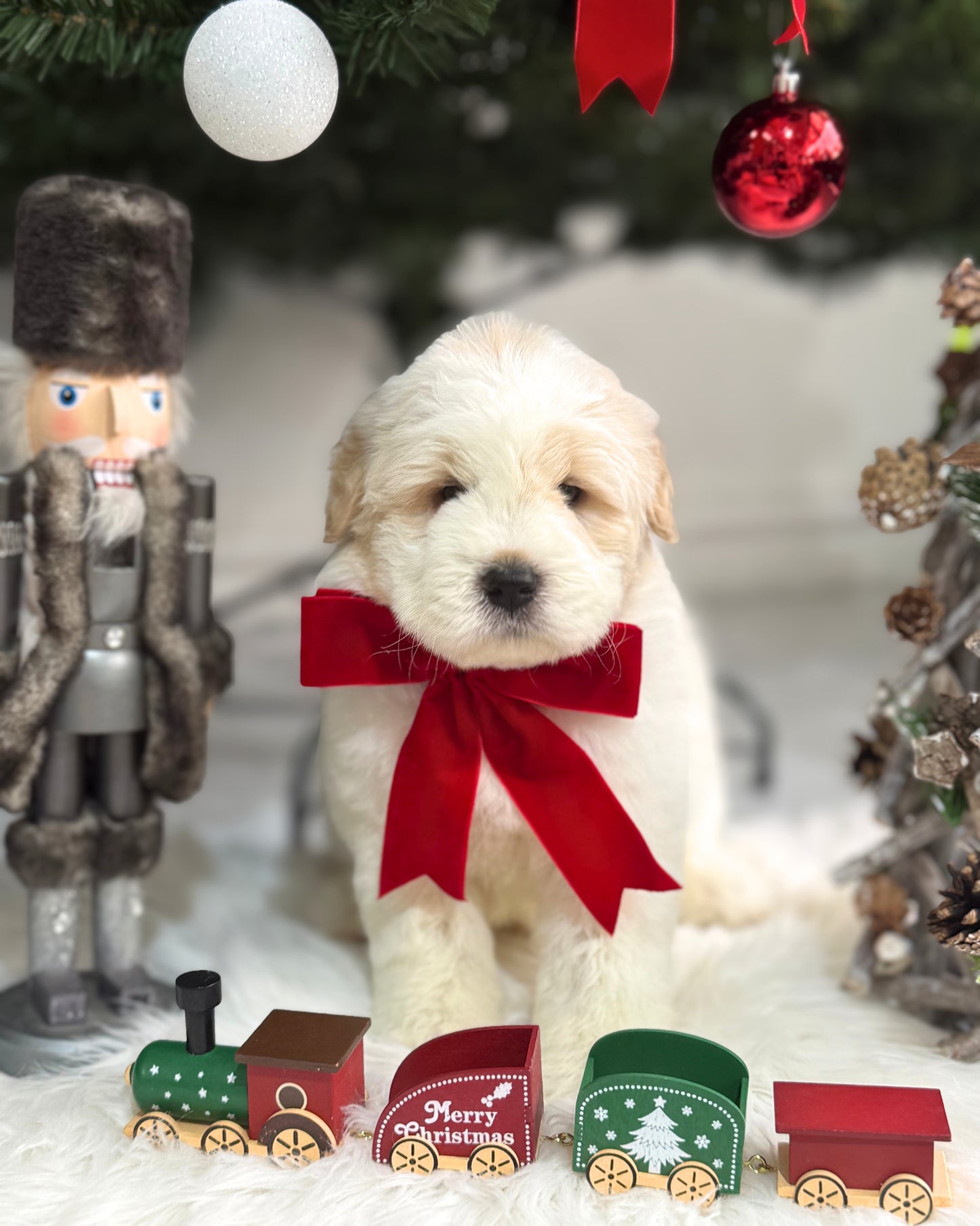 🐻‍❄️ Pangpang 胖胖: Cream Mini Chow Spitz Doodle 🇸🇬 (Boy) *