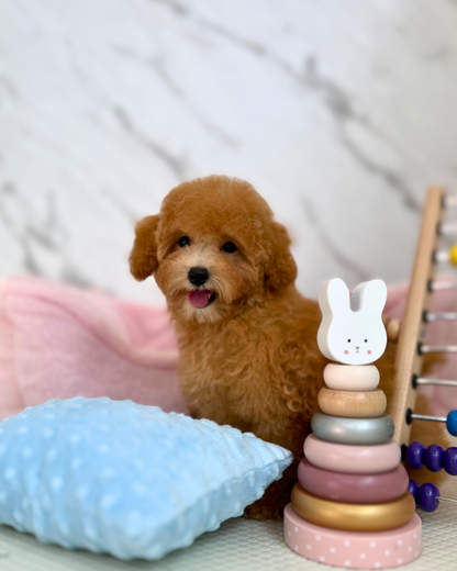 🍯 Hani: Brown Maltipoo 🇸🇬 (Girl)
