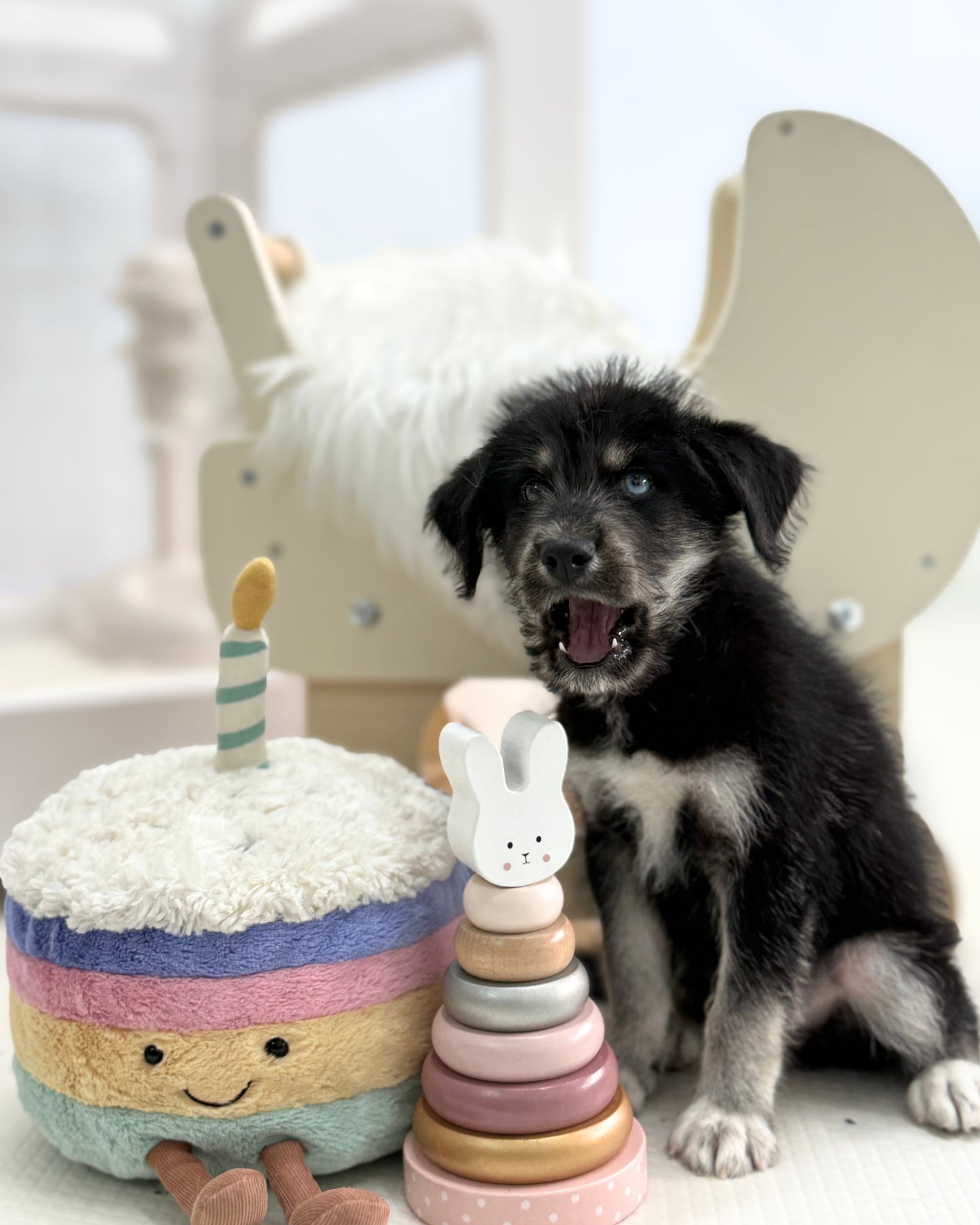 🐺Panther: Mini Parti Black & White Husky Doodle 🇸🇬 (Boy)