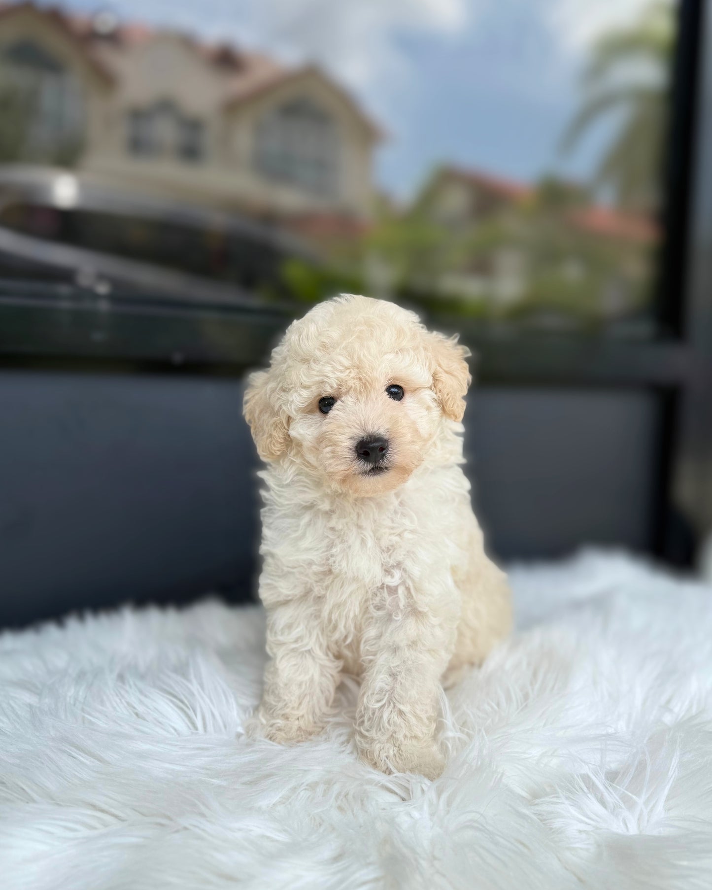 🍬 Rolo: Cream Maltipoo 🇸🇬 (Boy)