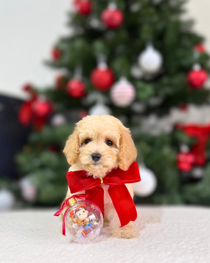 🎄Jolly: Cream Brown Toy Cavapoo 🇸🇬 (Boy)